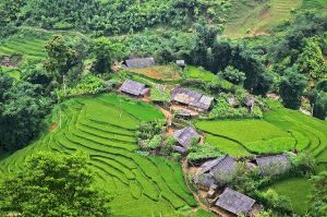 Natural beauty - Vietnam rice fields houses.jpg